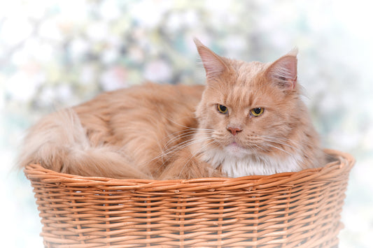 Erif wiklinowy domek dla kota dwupoziomowy z czarnymi poduszkami i kokardą TheWickerStories