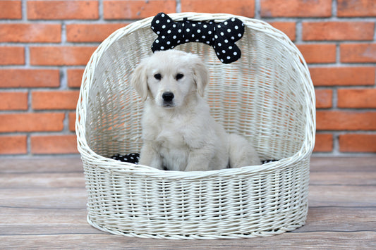 Elsa wiklinowy koszyk legowisko dla zwierząt z czarną poduszką i kokardą TheWickerStories