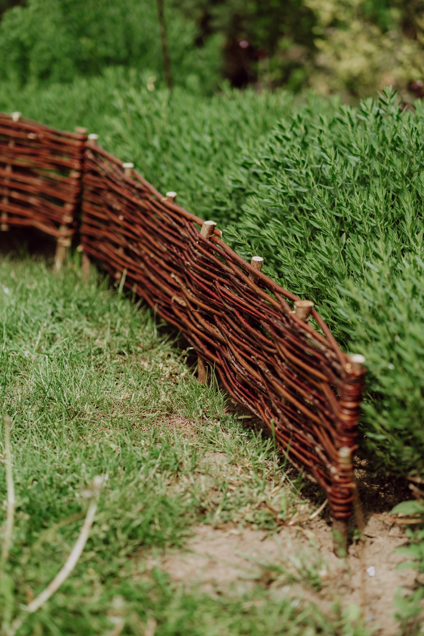 Domitia zestaw 5 palisad wiklinowych do ogrodu TheWickerStories