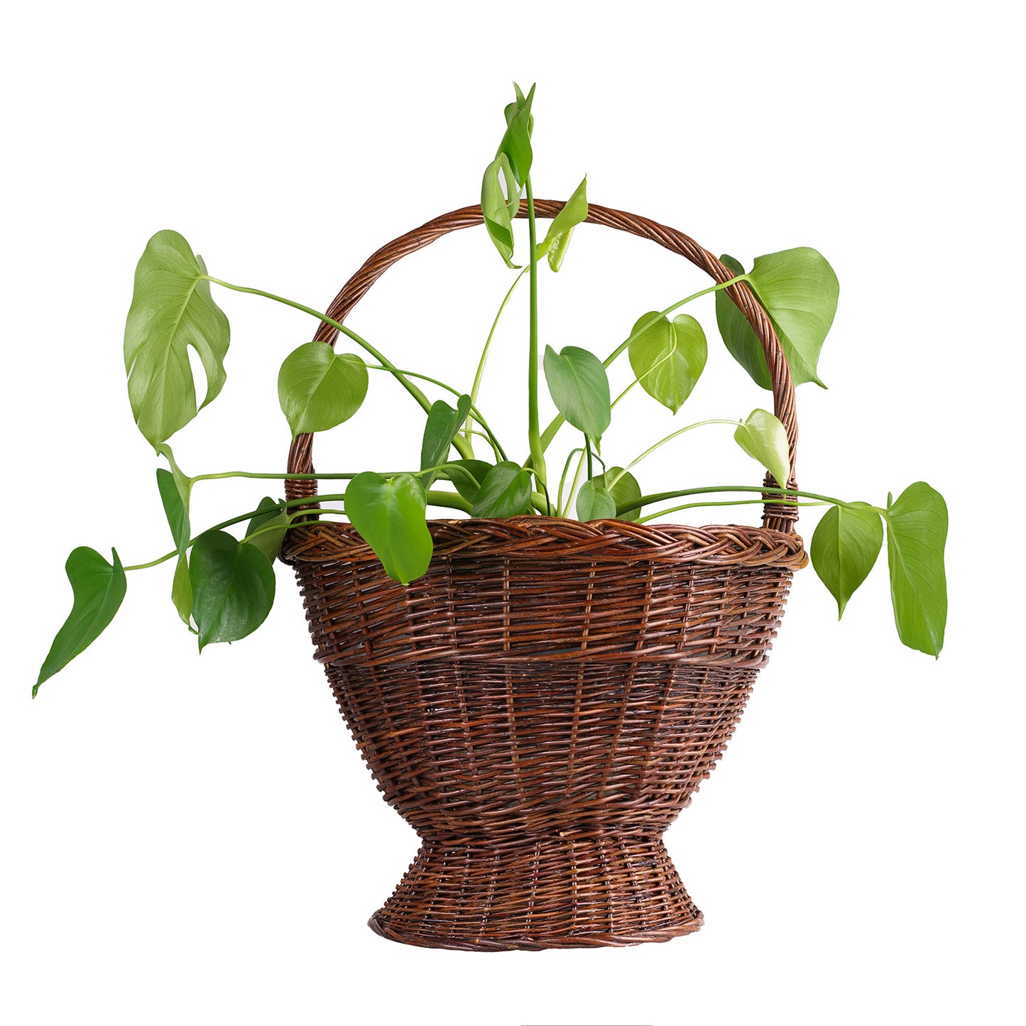 Zemira wiklinowy kosz ogrodowy na kwiaty i zioła, z rączką TheWickerStories