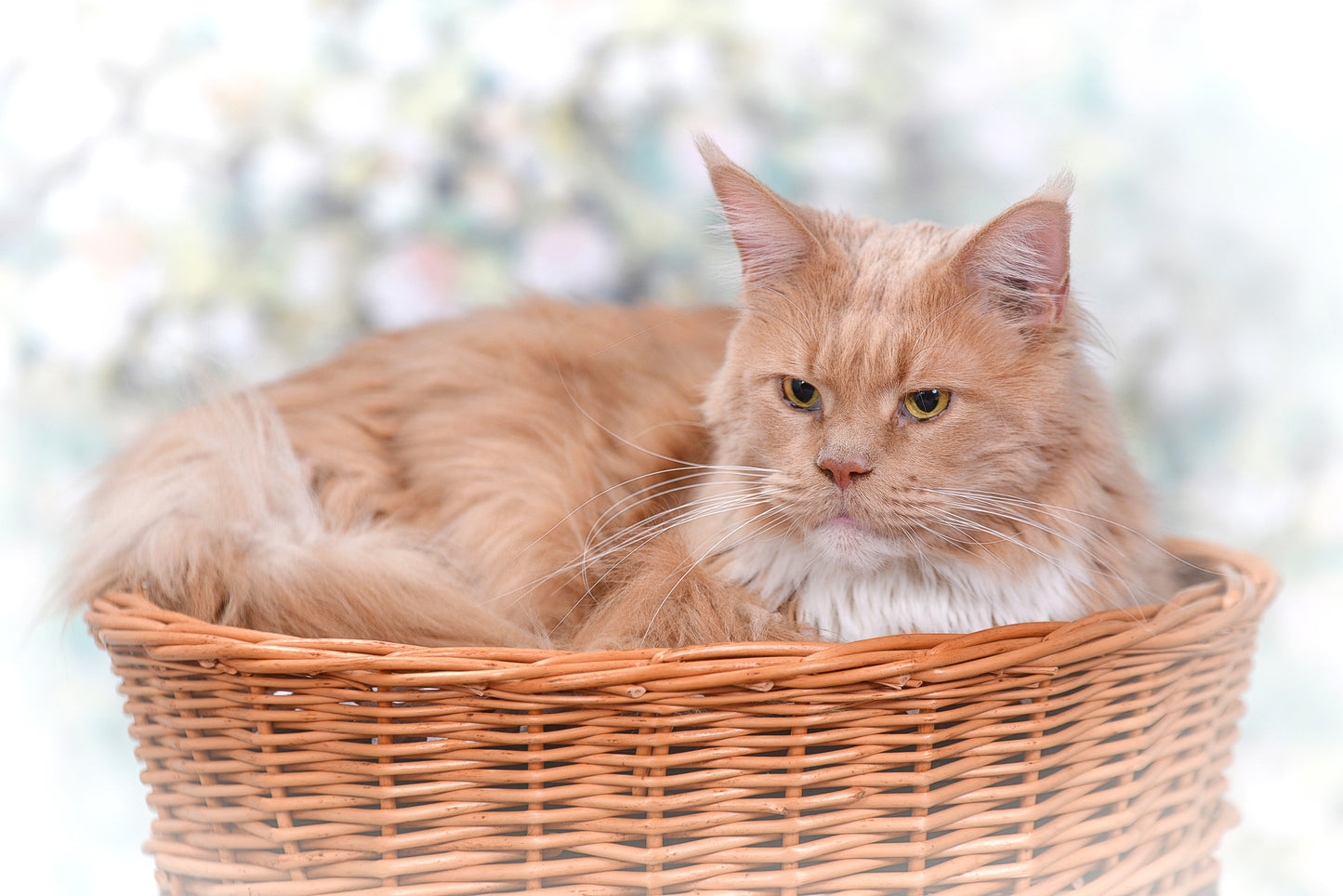 Erif wiklinowy domek dla kota dwupoziomowy z czarnymi poduszkami i kokardą TheWickerStories