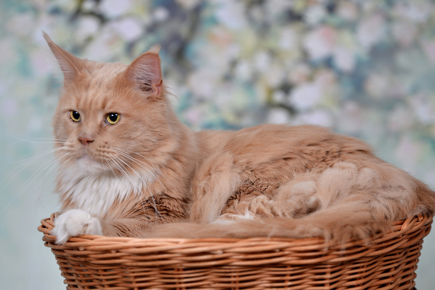 Erif wiklinowy domek dla kota dwupoziomowy z czarnymi poduszkami i kokardą TheWickerStories