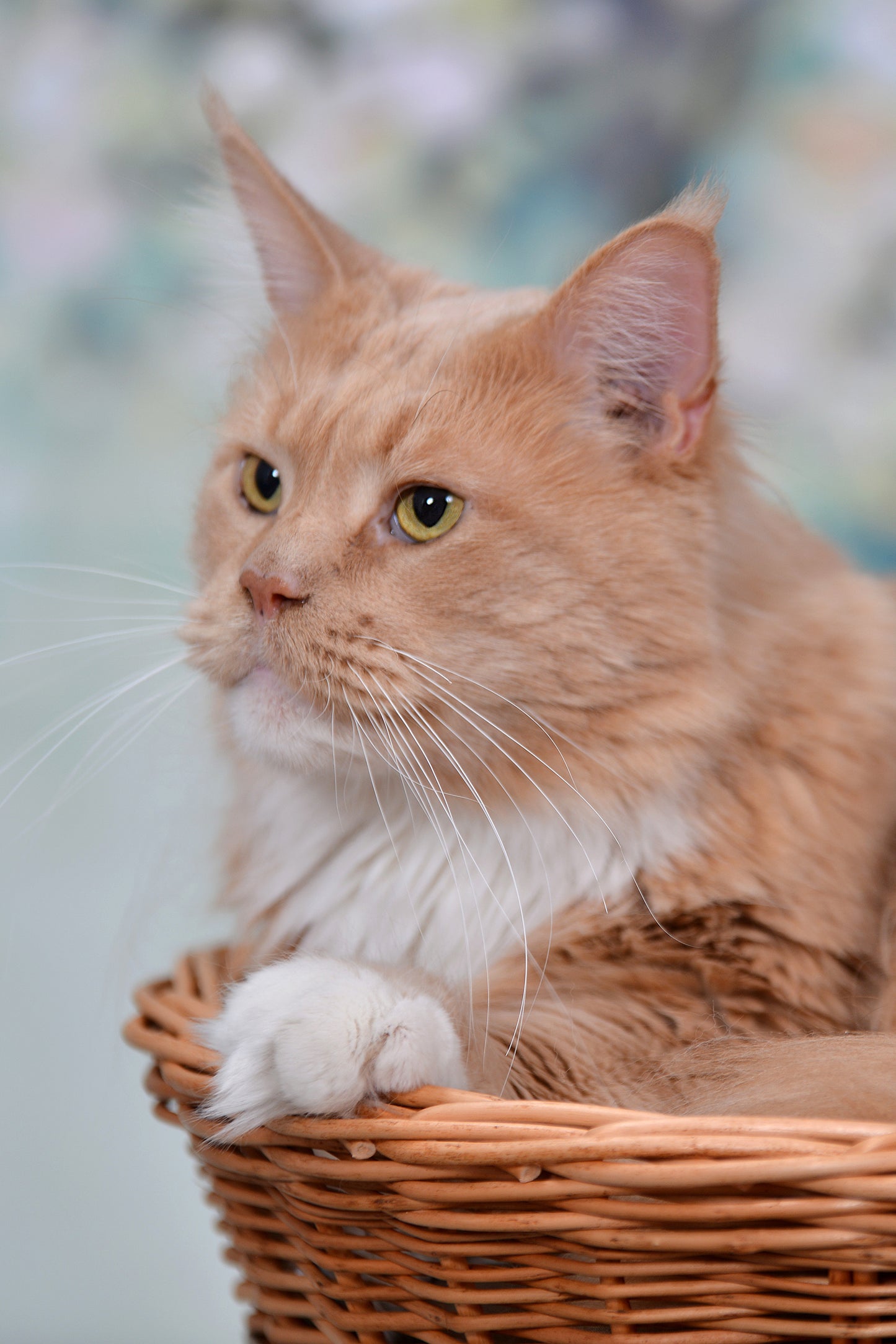 Erif wiklinowy domek dla kota dwupoziomowy z czarnymi poduszkami i kokardą TheWickerStories