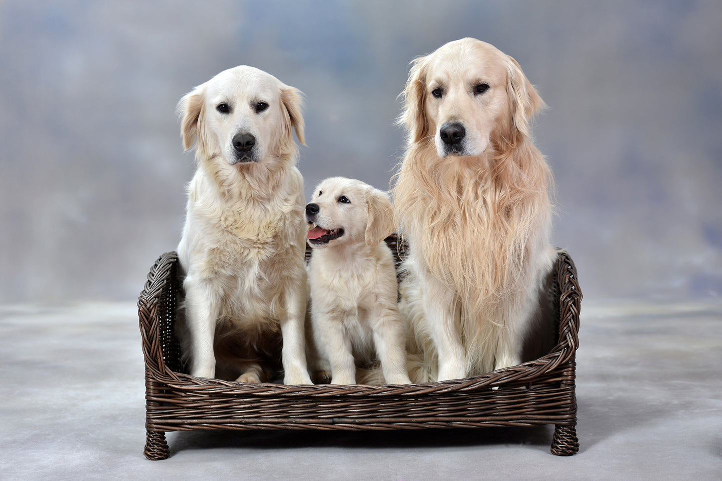 Erivia wiklinowy kosz dla psa i kota z miękką poduszką, niskie wejście TheWickerStories