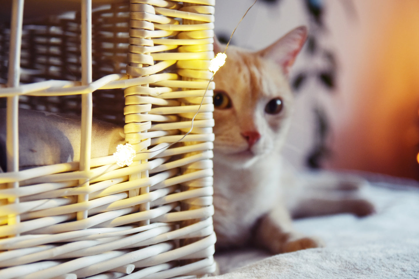 Estrella wiklinowy domek dla kota z szarymi poduszkami, dwupoziomowy z okienkiem TheWickerStories