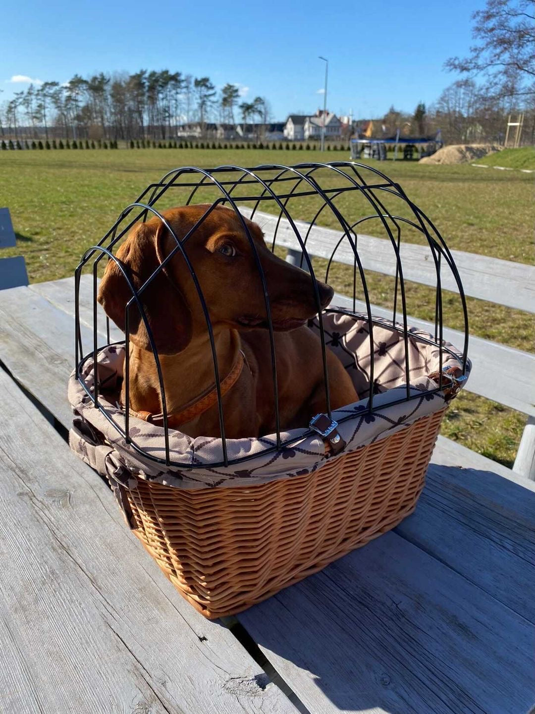 Timoria wiklinowy kosz na rower dla zwierząt z beżowym obszyciem, z pokrywą i skórzanymi paskami TheWickerStories