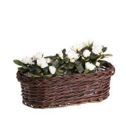 BALCONY BASKET OF UNPEELED WICKER decorative 50x25 H15 CM